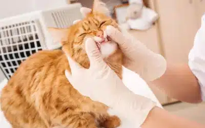 dental