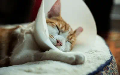 spay